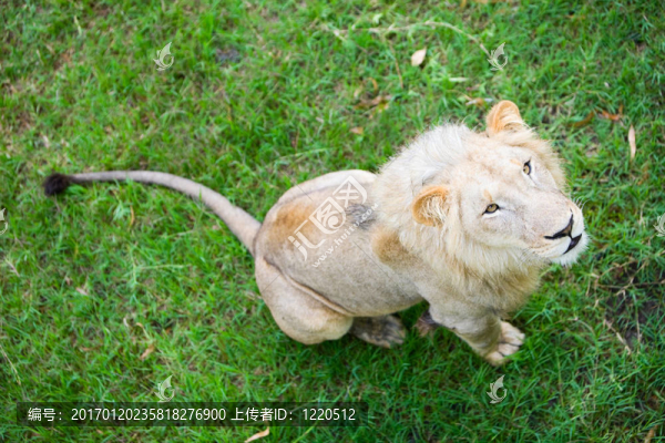 獅子