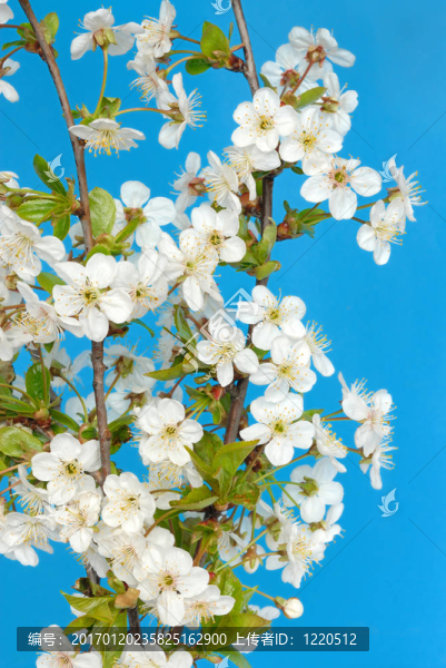 櫻花-匯圖網(wǎng) www.fosd68.com 櫻花