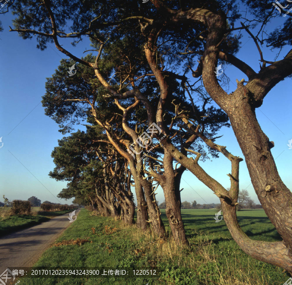 一條林蔭大道走