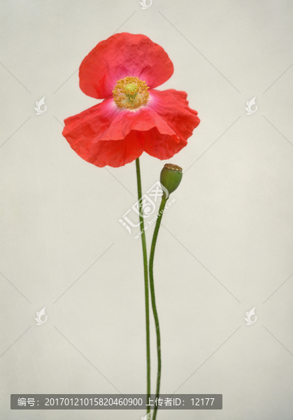 櫻束花