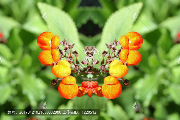 橙花的思考