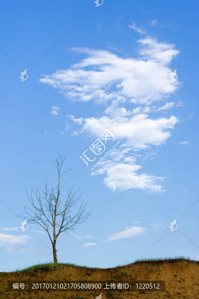 光禿禿的樹和云