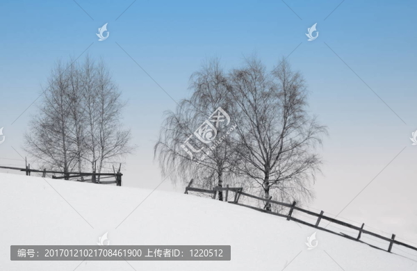 冬季景觀和樹木