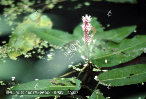 Swamp,Smartweed（蓼紅）g-1564