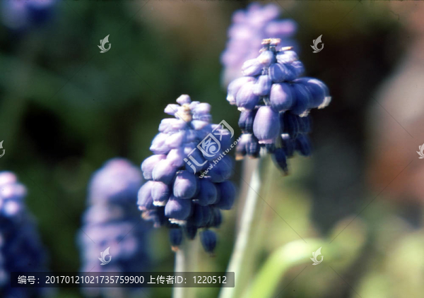 花園里的花g-1438