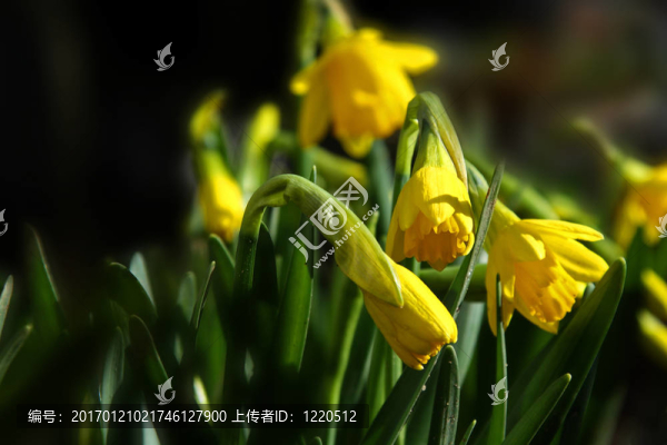 水仙