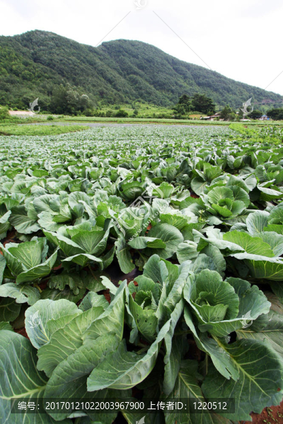 甘藍(lán)田