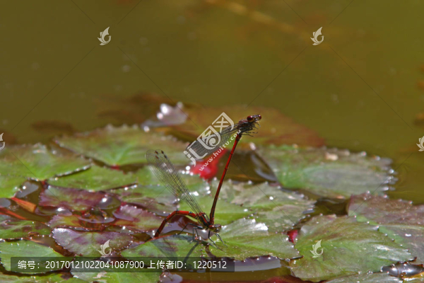 紅蜻蜓（流浪的鏢；sympetrum,vulgatum）