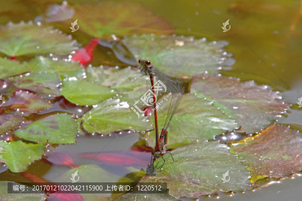 紅蜻蜓（流浪的鏢；sympetrum,vulgatum）