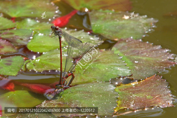 紅蜻蜓（流浪的鏢；sympetrum,vulgatum）