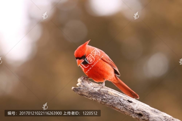 男主