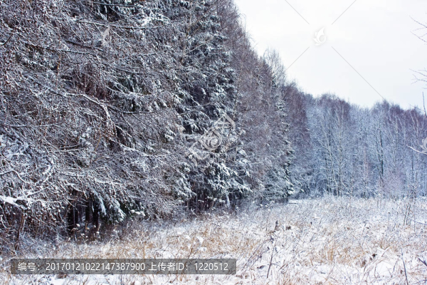 冬天白雪皚皚的森林
