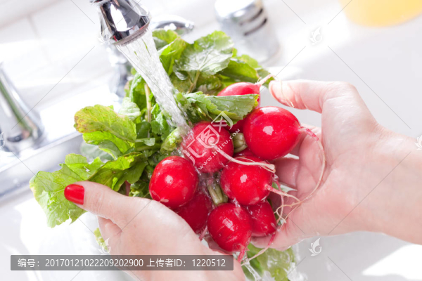 清水蘿卜