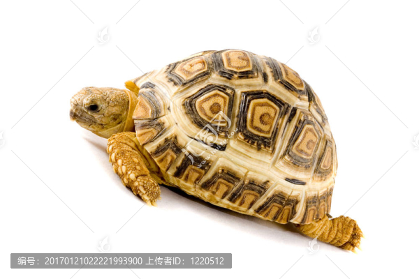 豹紋陸龜