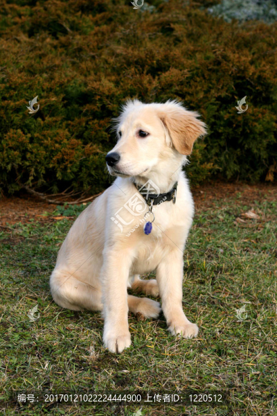 黃金獵犬小狗