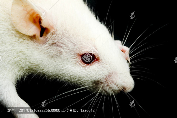 小白鼠