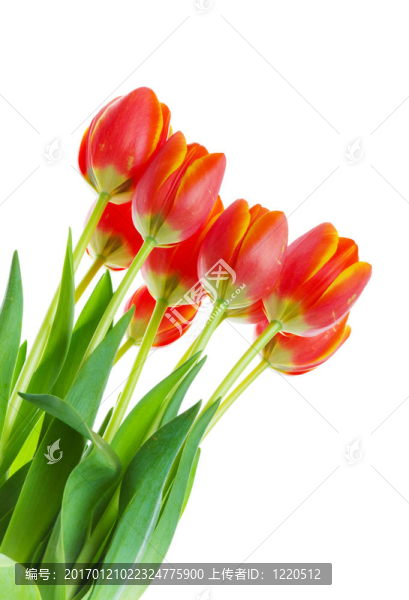 郁金香花束