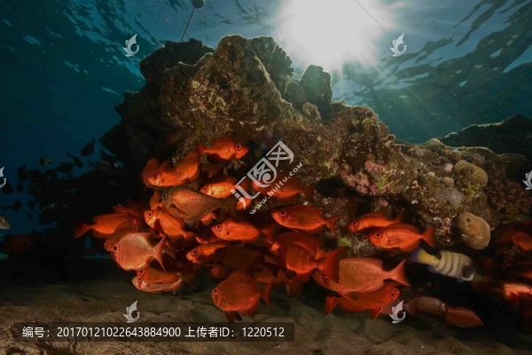 月牙尾大眼