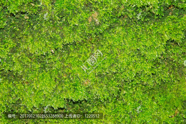 綠色的苔蘚背景