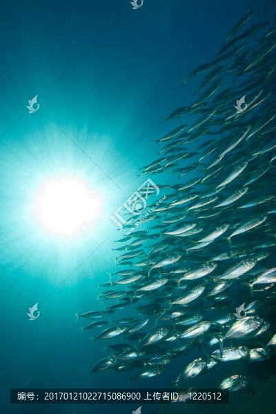 條紋的魚(yú)