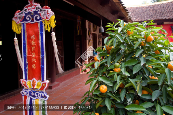 在佛教寺廟的橘子樹和宗教旗
