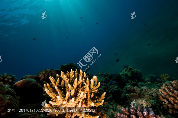 珊瑚和魚(yú)