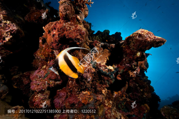 珊瑚和魚