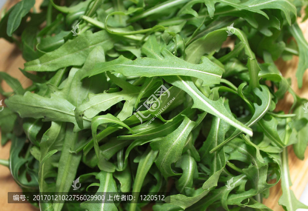 沙拉rukola-匯圖網(wǎng) www.fosd68.com 沙拉rukola