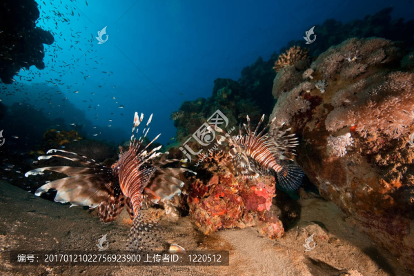 常見(jiàn)的獅子魚(yú)