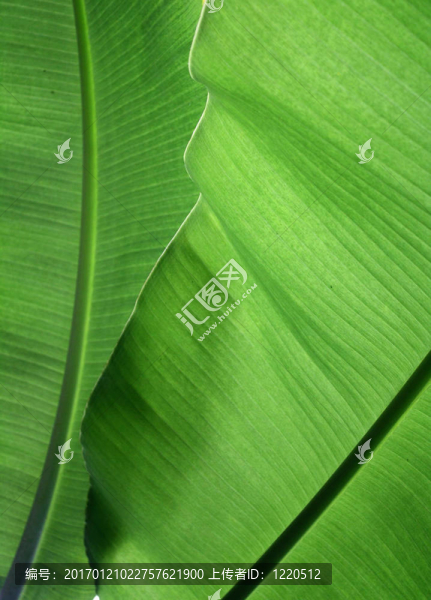 香蕉葉