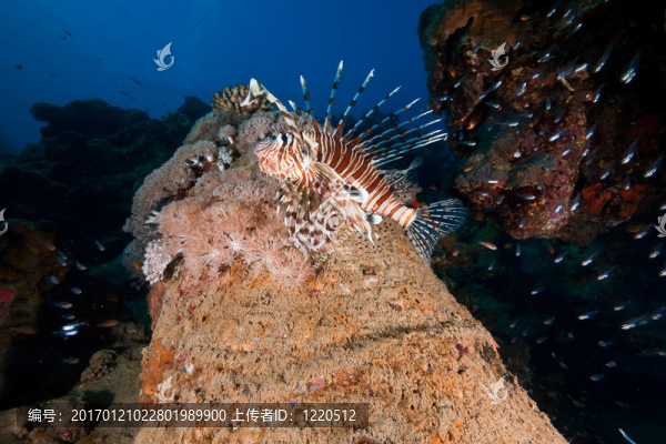 獅子魚