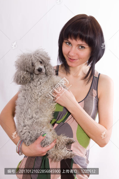 貴賓犬