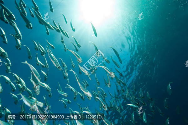 條紋的魚(yú)