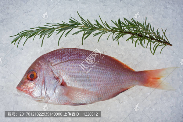 單原烏頰魚(yú)