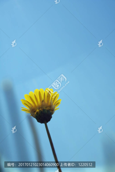 黃色的雛菊
