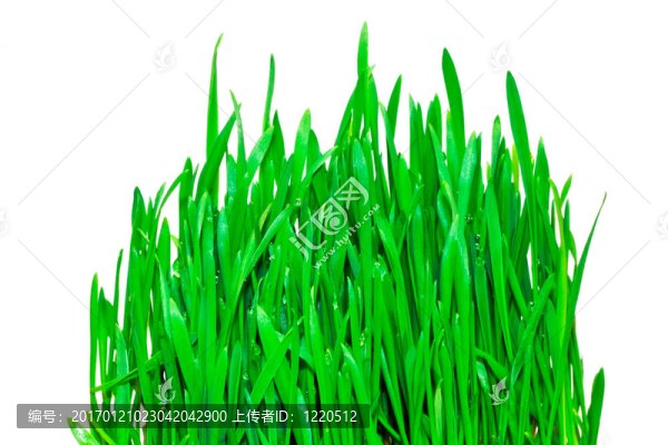 綠色的草