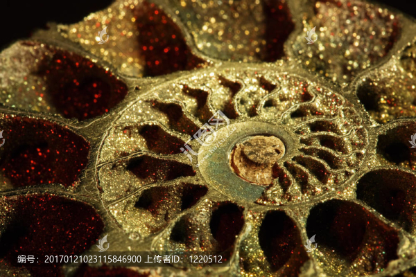 菊石；宏觀；傾斜