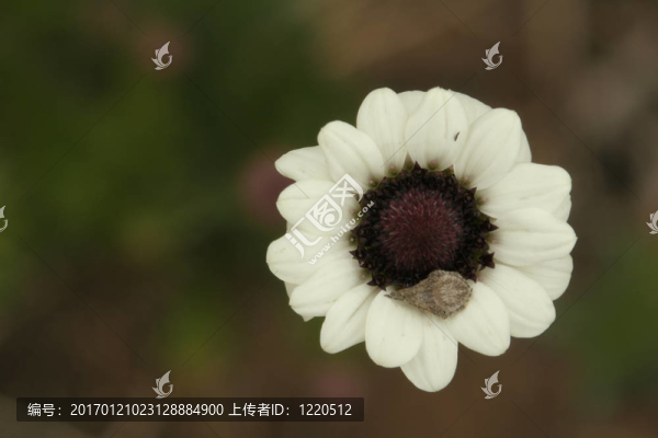 等待它的獵物的蜘蛛