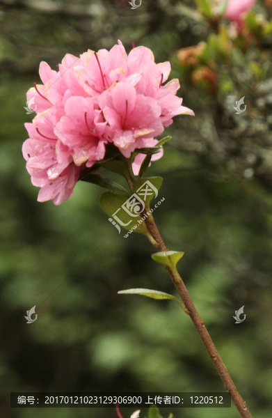 杜鵑花爆
