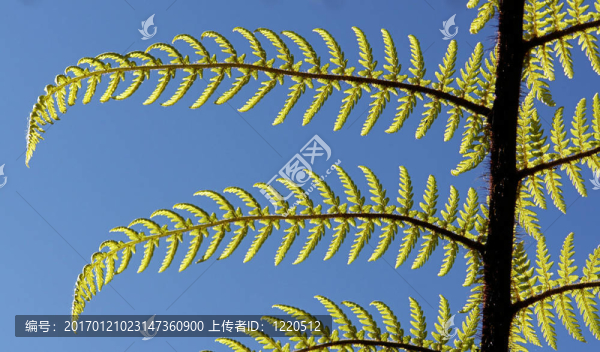 鄉(xiāng)土蕨類