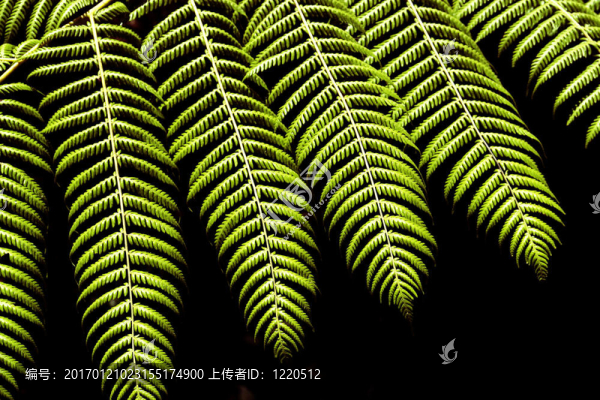 鄉(xiāng)土蕨類