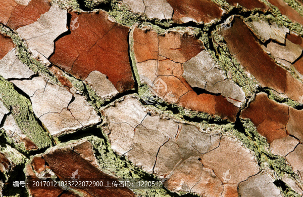 樹(shù)皮-匯圖網(wǎng) www.fosd68.com 樹(shù)皮