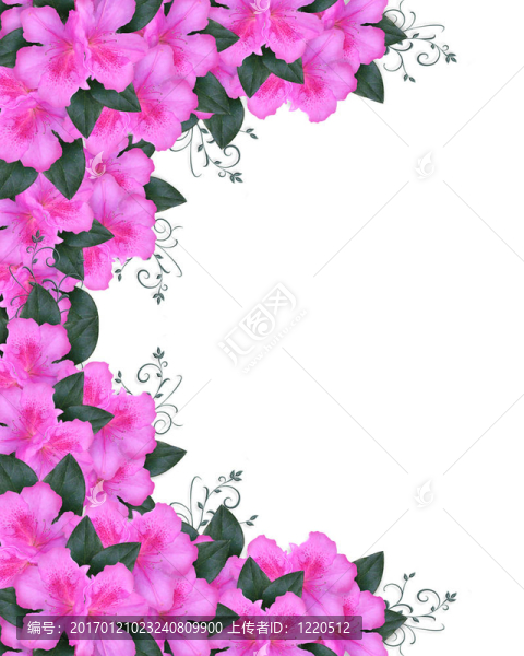 邀請(qǐng)邊境粉紅色杜鵑