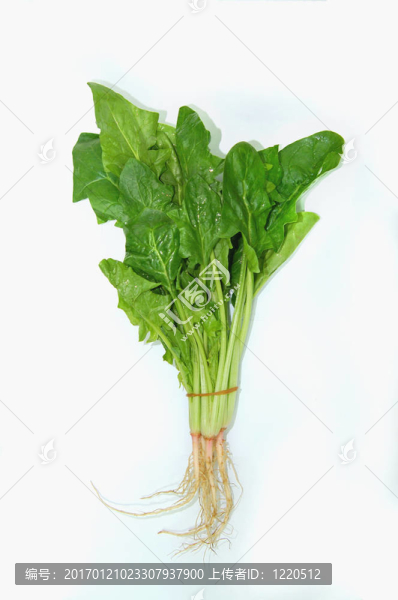 菠菜