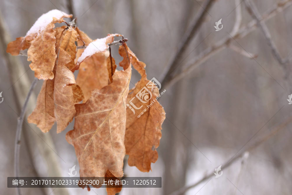 死了的橡樹葉