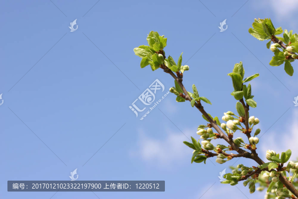梅花