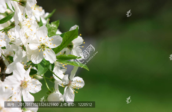 樹在開花