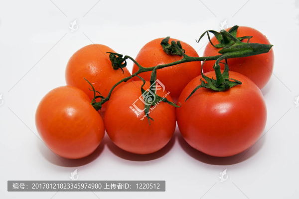 番茄分公司