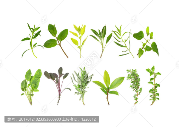 草本植物，葉的選擇