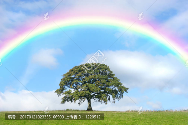 橡樹與彩虹之美